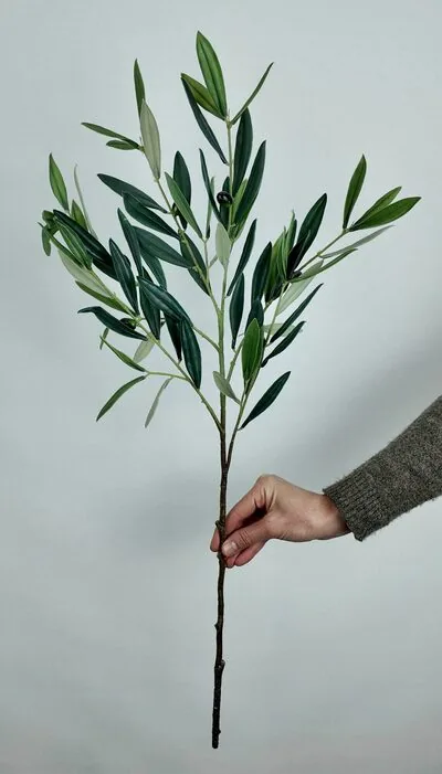 Islak Zeytin Dalı