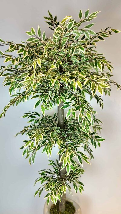 Yapay Ficus Ağacı