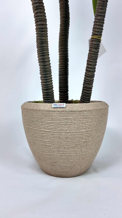 3'lü Aloe Vera Yapay Ağaç saksı detayı