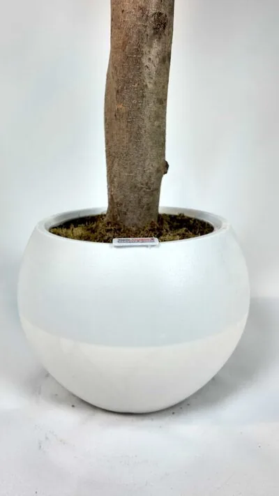 Bambu Yapraklı Ağa&ccedil; saksı detayı