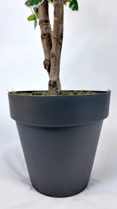 Yapay Benjamin Bitkisi saksı detayı