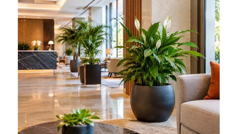 Otel Bitki Dekorasyonunda Alan Bazlı Se&ccedil;im