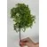 Bonzai Dal Yeşil UV Korumalı