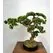 Yapay K&uuml;&ccedil;&uuml;k Bonsai Ağacı Detay Fotoğrafı