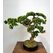 Yapay Küçük Bonsai Ağacı Detay Fotoğrafı