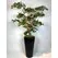 Yapay Ficus Bonzai Ağacı genel g&ouml;r&uuml;n&uuml;m&uuml;
