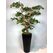 Yapay Ficus Bonzai Ağacı genel g&ouml;r&uuml;n&uuml;m&uuml;