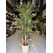 Palmiye Ağacı 5 Gövdeli 2.50 mt Detay Fotoğrafı