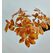 Schefflera (Şeflera) Çiçeği Çeşitleri Turuncu