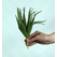 Yapay Aloe Vera Fanus Bitkileri - Yapay Çiçek