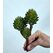 Crassula Tetragona Skulent