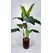 Alocasia Fil Kulağı Yapay Ağaç detay fotoğrafı