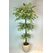 Yapay Ficus Ağacı
