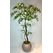2 Mt Yapay Schefflera Ağacı
