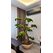Villa Dekorasyonu İçin Bonsai Ağacı