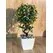 Minik Saksıda Ağa&ccedil; 35 cm