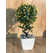 Minik Saksıda Ağaç 35 cm
