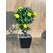 Saksıda Limon Ağacı 35 cm