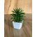 Mini Saksılı Çiçek 10 cm