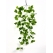 Küçük Yapraklı Sarmaşık