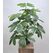 Schefflera (Şeflera) Çiçeği Çeşitleri ve Fiyatları