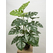Monstera Ağacı 72 cm