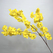 Sarı Bahar Dalı