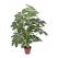 Yapay Şeftera Agaç 18 Yaprak 75 cm Boy