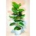 Yapay 3 Lü Monstera Ağacı detay fotoğrafı