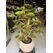 Yapay Bonsai (Bonzai) Ağacı 1.80 Mt Detay Fotoğrafı