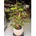 Yapay Bonsai (Bonzai) Ağacı 1.60 Mt Detay Fotoğrafı