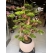 Yapay Bonsai (Bonzai) Ağacı 1.60 Mt Detay Fotoğrafı