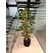 2 metre Bonzai Detay Fotoğrafı