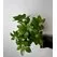Schefflera (Şeflera) &Ccedil;i&ccedil;eği &Ccedil;eşitleri
