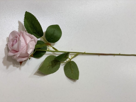 Pembe Kadife Gül
