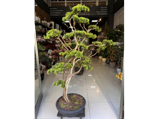 Premium Bonzai Ağacı 2.00 Mt saksı detayı