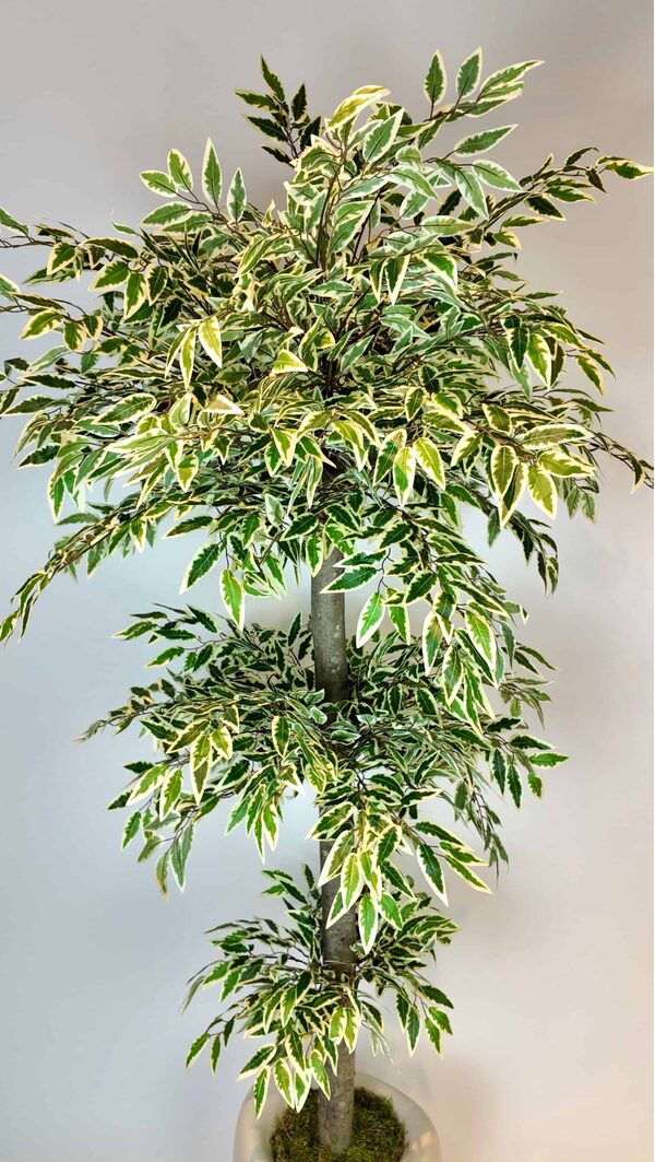Yapay Ficus Ağacı