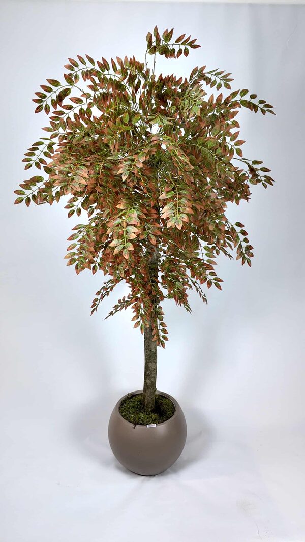 Yapraklı Dekoratif Ağaçlar Detay Fotoğrafı
