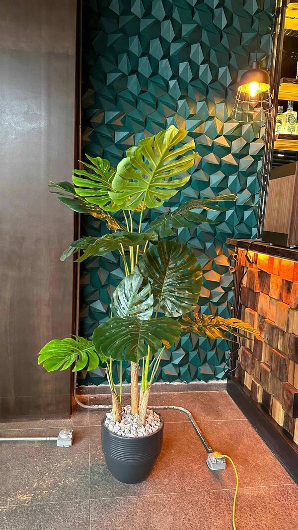 3 Gövdeli Monstera Ağacı detay fotoğrafı