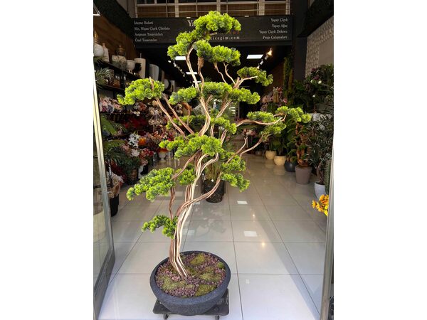 Premium Bonzai Ağacı 2.00 Mt saksı detayı