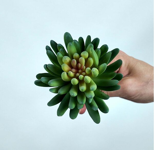 Sedum Minor Blam Sukulent