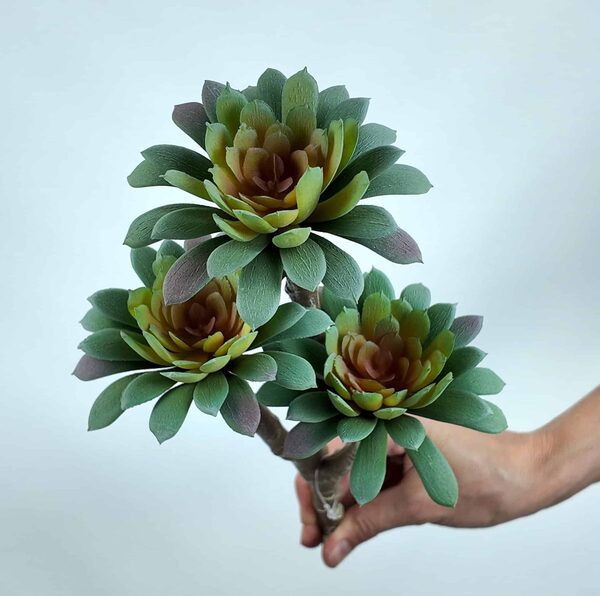 Sedum Minor Blam Sukulent