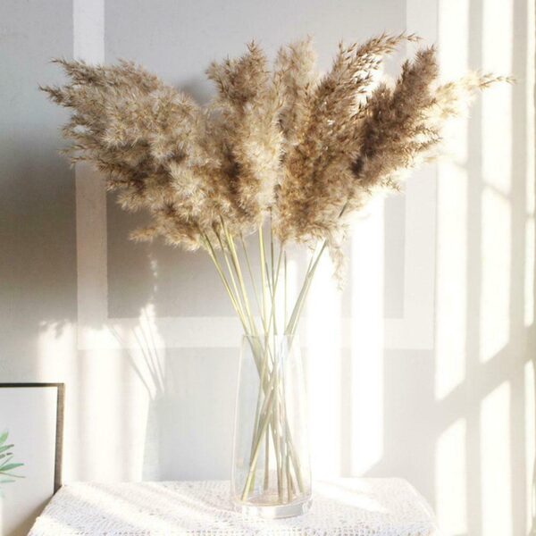 Pampas 10 Dal 100 Cm Boyunda