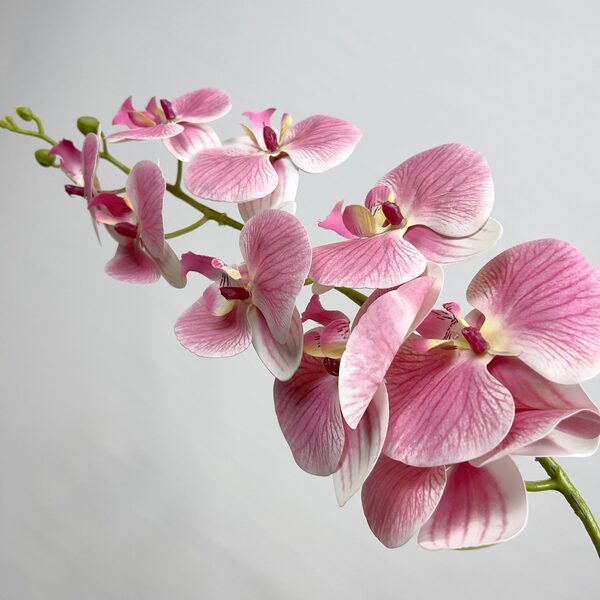 pembe orkide