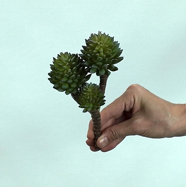 Crassula Tetragona Skulent