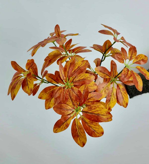Schefflera (Şeflera) Çiçeği Çeşitleri Turuncu