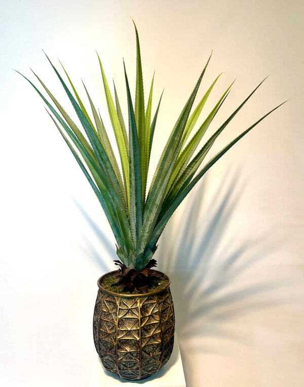 Aloe Vera Ağacı Modelleri detay fotoğrafı