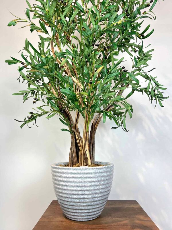 Bonzai Gövdeli Zeytin AğacıBonzai Gövdeli Zeytin Ağacı Saksı Detayı