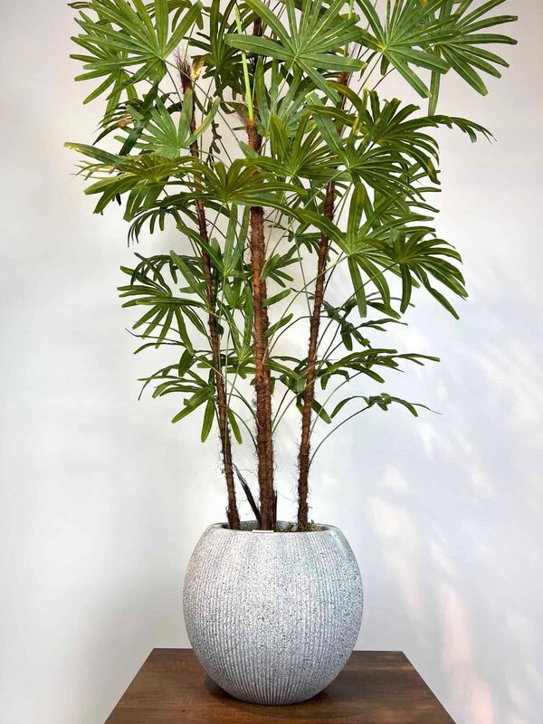 Yapay Rhapis Palmiyesi saksı detayı
