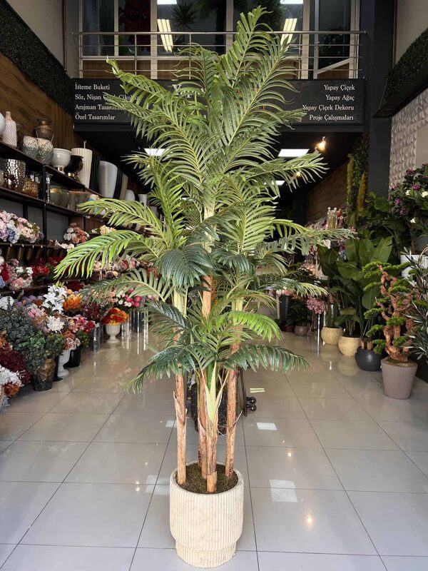 Palmiye Ağacı 5 Gövdeli 2.50 mt Detay Fotoğrafı